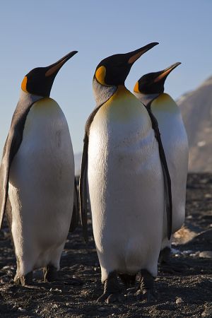 Gold Harbour, South Georgia Island 170.jpg